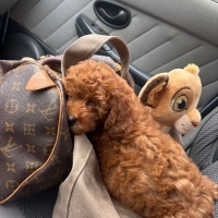 Poodle(Standart Kaniş), Köpek  LEO fotoğrafı