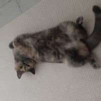 British Longhair, Kedi  HÜRREM fotoğrafı