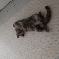 British Longhair, Kedi  HÜRREM fotoğrafı