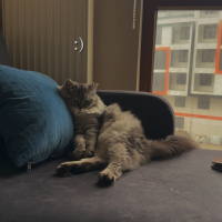 British Longhair, Kedi  tom fotoğrafı