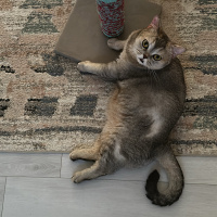 British Shorthair, Kedi  Fındık fotoğrafı