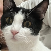 Tekir Kedi, Kedi  Kaju fotoğrafı