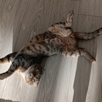 British Shorthair, Kedi  mila fotoğrafı