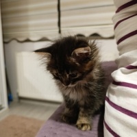 Tekir Kedi, Kedi  Luna fotoğrafı