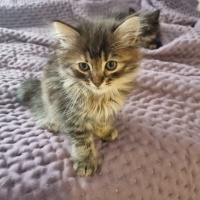 Tekir Kedi, Kedi  Luna fotoğrafı