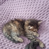 Tekir Kedi, Kedi  Luna fotoğrafı