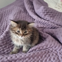 Tekir Kedi, Kedi  Luna fotoğrafı