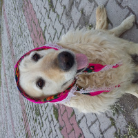 Golden Retriever, Köpek  Hera fotoğrafı