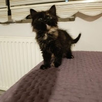 Tekir Kedi, Kedi  Merkür fotoğrafı