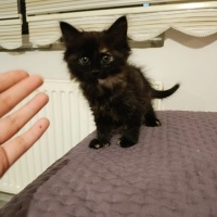 Tekir Kedi, Kedi  Merkür fotoğrafı