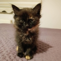 Tekir Kedi, Kedi  Merkür fotoğrafı