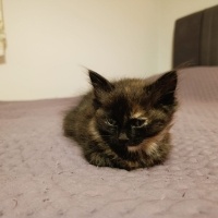 Tekir Kedi, Kedi  Merkür fotoğrafı