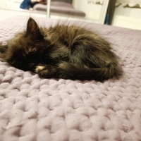 Tekir Kedi, Kedi  Merkür fotoğrafı