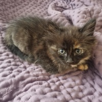 Tekir Kedi, Kedi  Merkür fotoğrafı