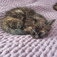 Tekir Kedi, Kedi  Merkür fotoğrafı