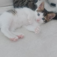 Tekir Kedi, Kedi  Şeker fotoğrafı