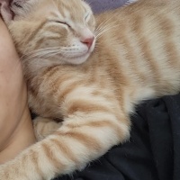 Sarman, Kedi  Kedo fotoğrafı