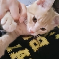 Sarman, Kedi  Kedo fotoğrafı