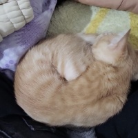 Sarman, Kedi  Kedo fotoğrafı