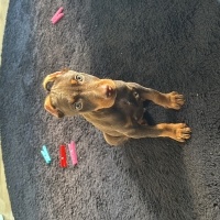 Doberman Pinscher, Köpek  Alex fotoğrafı