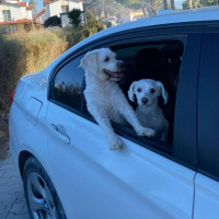 Maltese, Köpek  Şirin - Viski fotoğrafı