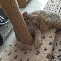 British Shorthair, Kedi  Asel fotoğrafı