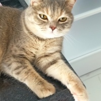 British Shorthair, Kedi  Asel fotoğrafı