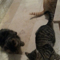 Tekir Kedi, Kedi  Kısa tüylü fotoğrafı