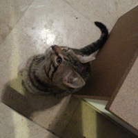 Tekir Kedi, Kedi  Kısa tüylü fotoğrafı