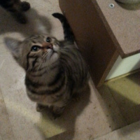 Tekir Kedi, Kedi  Kısa tüylü fotoğrafı