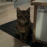 Tekir Kedi, Kedi  Kısa tüylü fotoğrafı