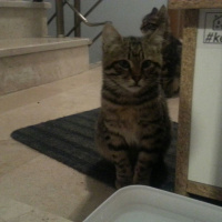 Tekir Kedi, Kedi  Kısa tüylü fotoğrafı