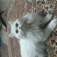 İran Kedisi (Persian), Kedi  Sütlaç fotoğrafı
