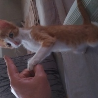 Sarman, Kedi  Cedric fotoğrafı