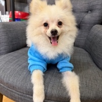 Pomeranyalı, Köpek  Rudy fotoğrafı