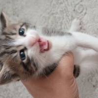 British Shorthair, Kedi  Yavru kediler fotoğrafı