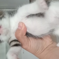 British Shorthair, Kedi  Yavru kediler fotoğrafı
