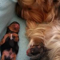 Yorkshire Terrier, Köpek  Loli fotoğrafı