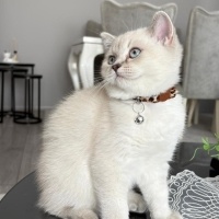 British Shorthair, Kedi  Maya fotoğrafı