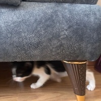 Tekir Kedi, Kedi  Oreo fotoğrafı