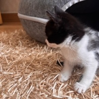 Tekir Kedi, Kedi  Oreo fotoğrafı
