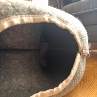 Tekir Kedi, Kedi  Oreo fotoğrafı