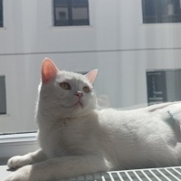 British Shorthair, Kedi  Sans fotoğrafı