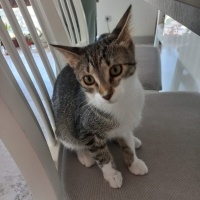 Tekir Kedi, Kedi  LENA fotoğrafı