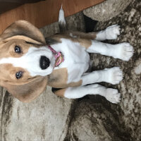 Beagle, Köpek  Isabel fotoğrafı