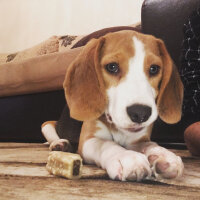 Beagle, Köpek  Isabel fotoğrafı