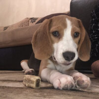 Beagle, Köpek  Isabel fotoğrafı