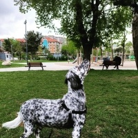 İngiliz Setter, Köpek  YOKO fotoğrafı