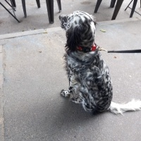 İngiliz Setter, Köpek  YOKO fotoğrafı