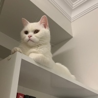 Scottish Fold, Kedi  Rozy fotoğrafı